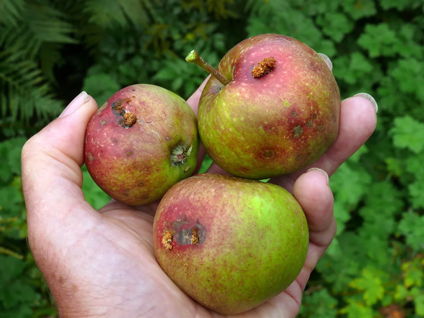 Mosca de los frutos. Imagen ilustrativa.