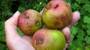 Preocupación por un programa clave para la fruticultura de Río Negro: «Nunca estuvo en duda»