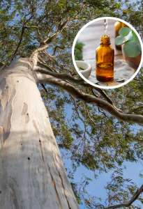 Repelente natural: el árbol que ahuyenta los mosquitos