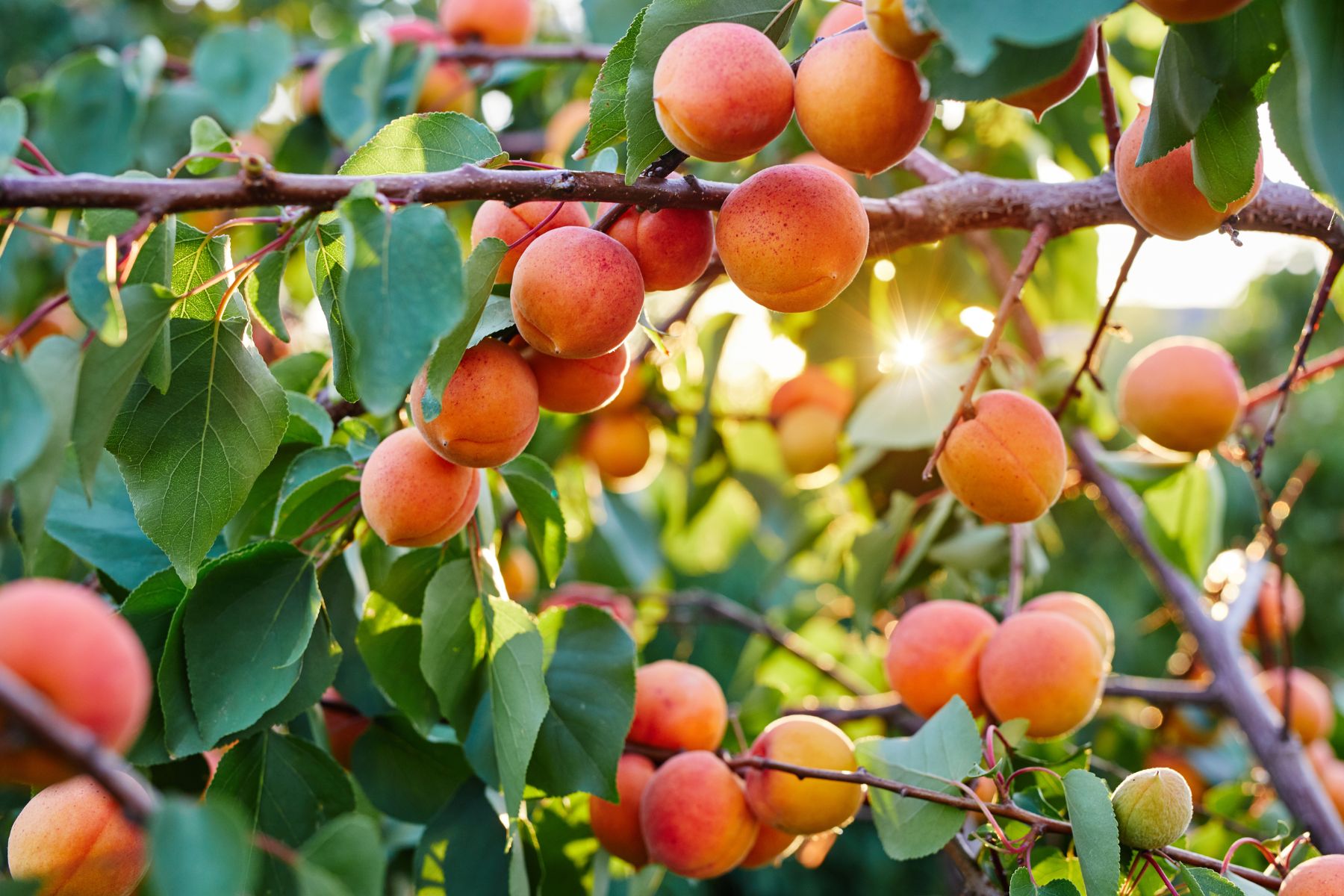 Aunque los damasqueros pueden tardar algunos años en dar frutos, la espera vale la pena.