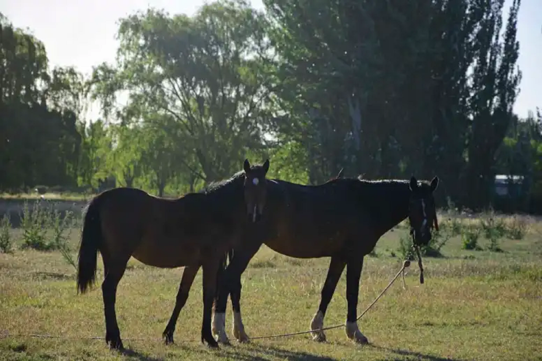 Mató un caballo en Junín de los Andes y deberá pagar una suma millonaria