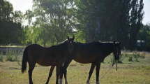 Imagen de Mató a un caballo en Junín de los Andes y deberá pagar una suma millonaria