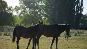 Mató un caballo en Junín de los Andes y deberá pagar una suma millonaria