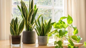 Feng Shui: 4 plantas de interior para atraer el amor en noviembre