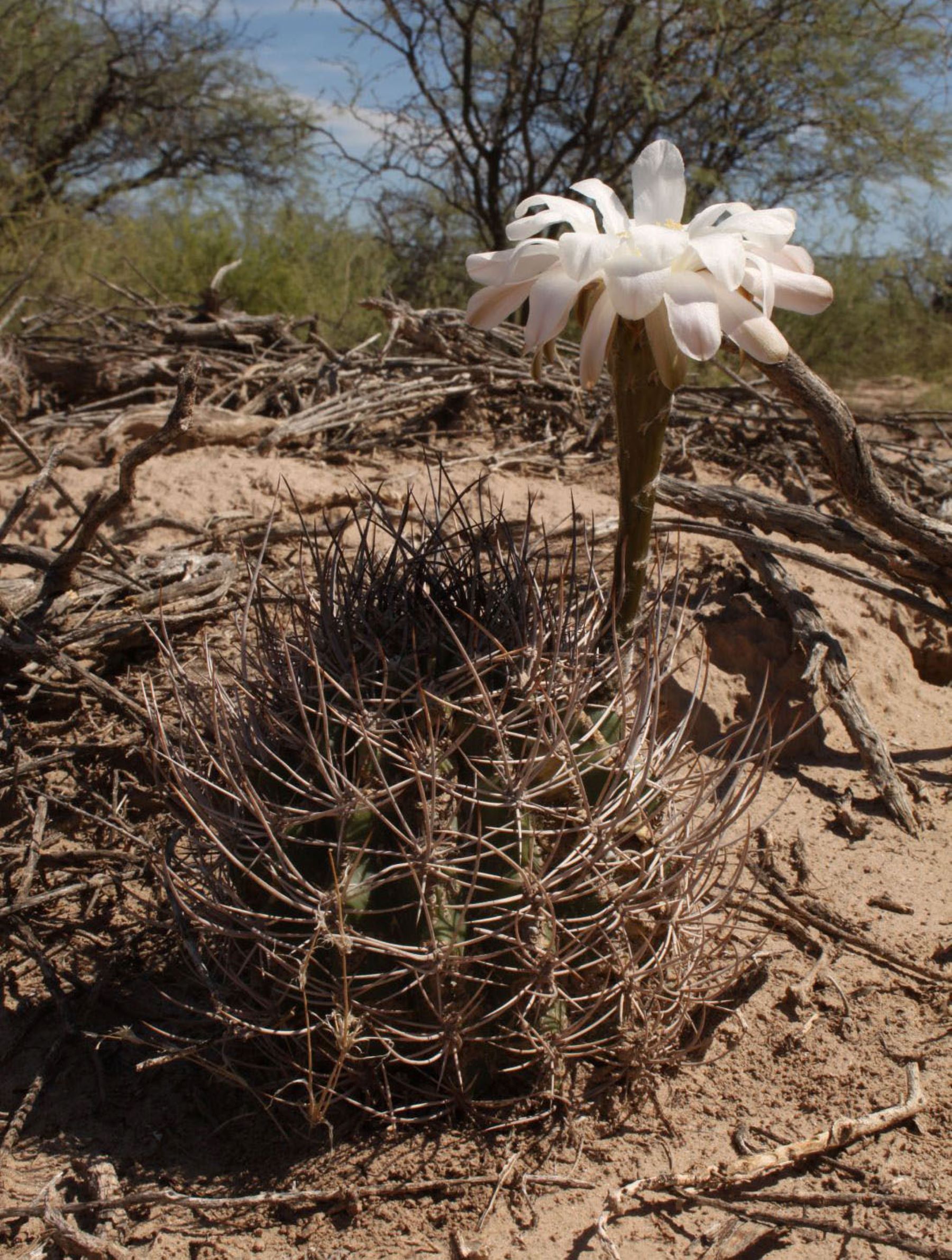 Echinopsis leucantha, conocido también como cardón blanco, es una especie endémica de Argentina/Instituto Darwinion