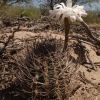 Imagen de La Patagonia esconde secretos sobre cactus argentinos