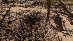 La Patagonia esconde secretos sobre cactus argentinos