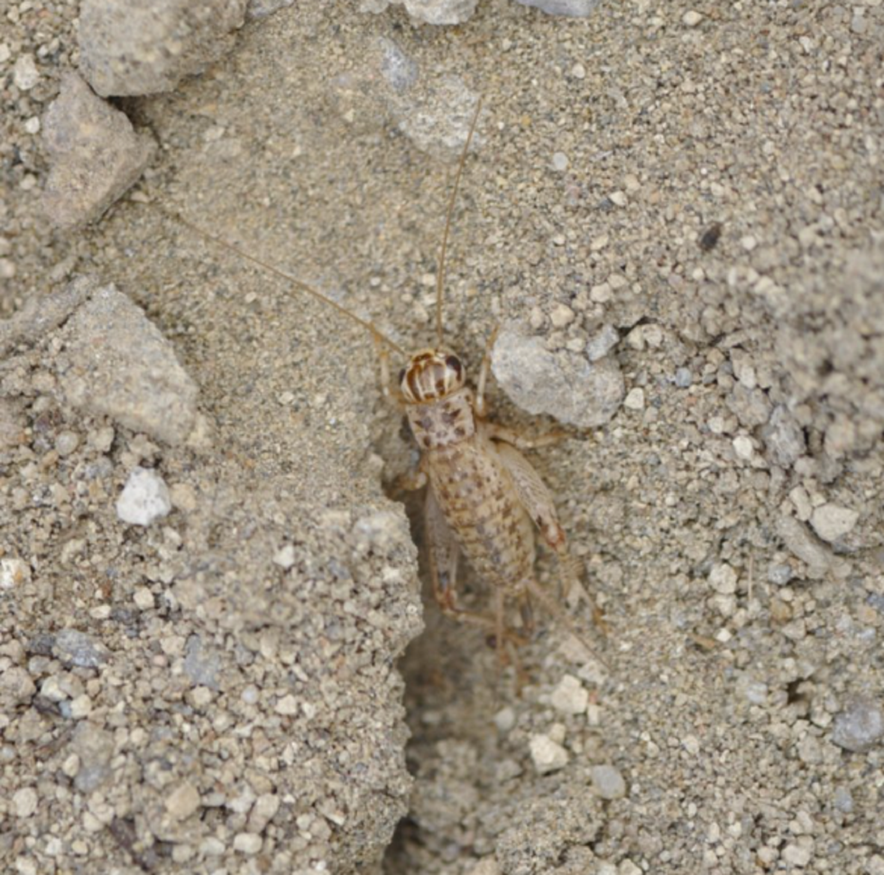 Descubren una nueva especie de grillo en Chubut Foto: ADNsur