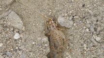 Imagen de Increíble hallazgo en Chubut: se trata de una especie de grillo nunca visto en la Patagonia