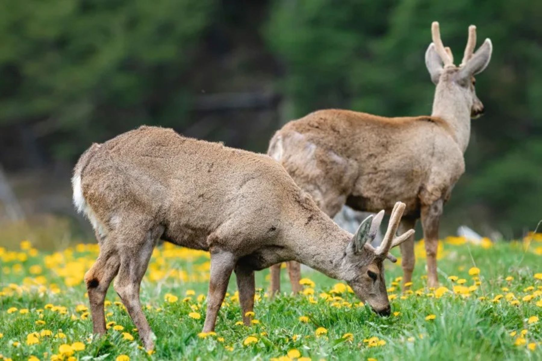 El huemul es uno de las especies que habita la Patagonia. Crédito Benjamín Valenzuela