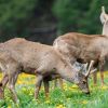 Imagen de «¡Si lo ves, avisanos!», la campaña del Parque Nahuel Huapi para cuidar especies en riesgo