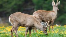 Imagen de «¡Si lo ves, avisanos!», la campaña del Parque Nahuel Huapi para cuidar especies en riesgo