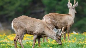 «¡Si lo ves, avisanos!», la campaña del Parque Nahuel Huapi para cuidar especies en riesgo