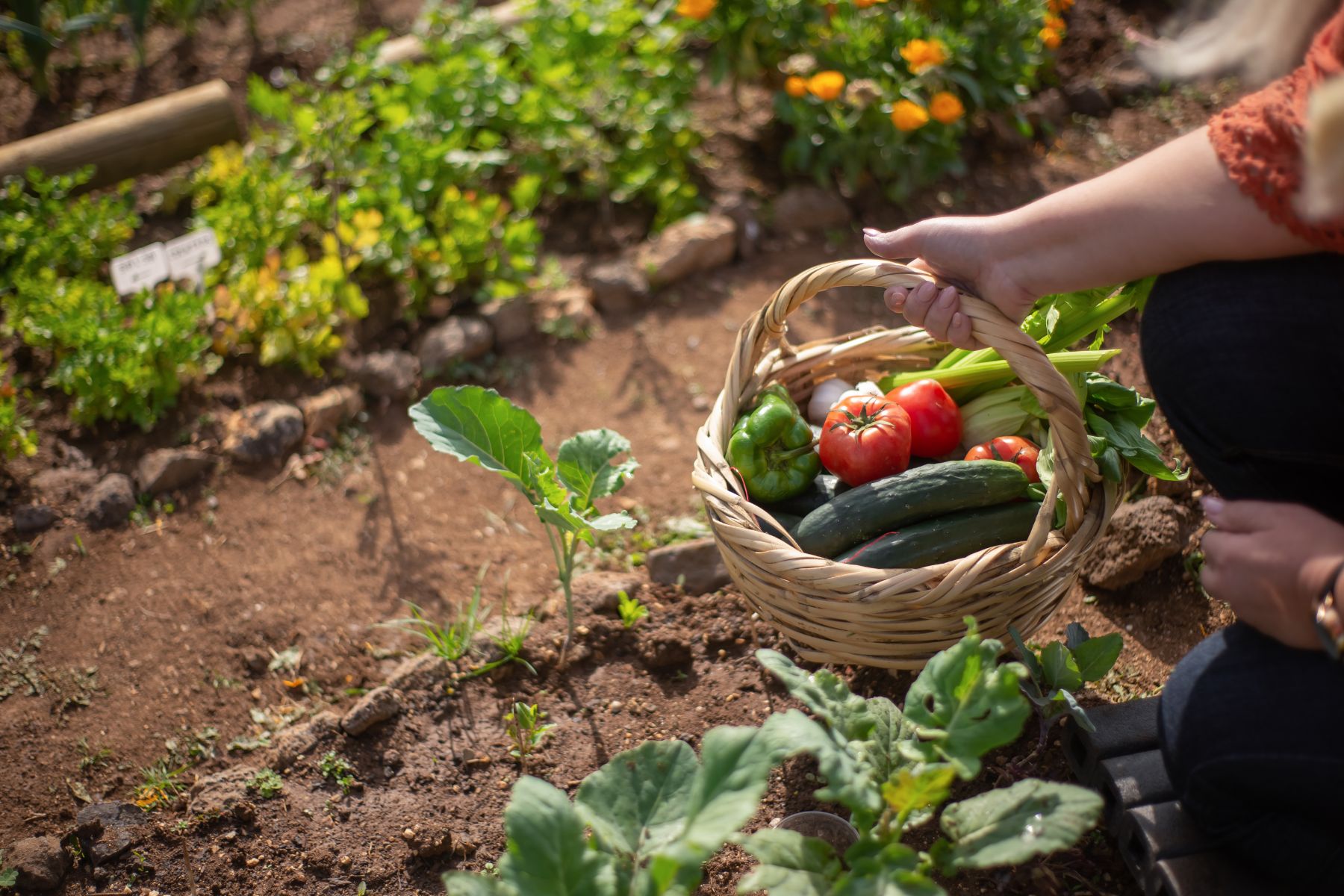 Al elegir alimentos orgánicos, no solo estás cuidando tu salud, sino también contribuyendo a un planeta más sostenible y equilibrado.