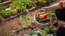 Imagen de Huerta en casa: qué sembrar en diciembre para tener rápido tu propia producción