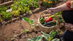 Huerta en casa: qué sembrar en diciembre para tener rápido tu propia producción