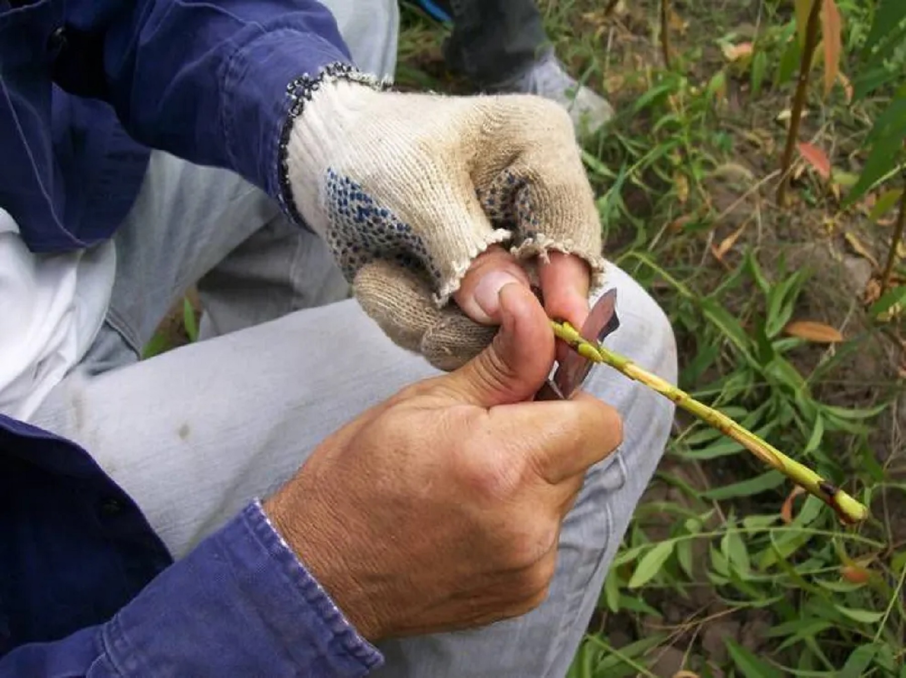 Capacitación de "Injerto en Pepita"