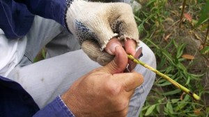 ¡Atención Roca! Capacitarán en injerto en pepita: dónde será y qué día comienza