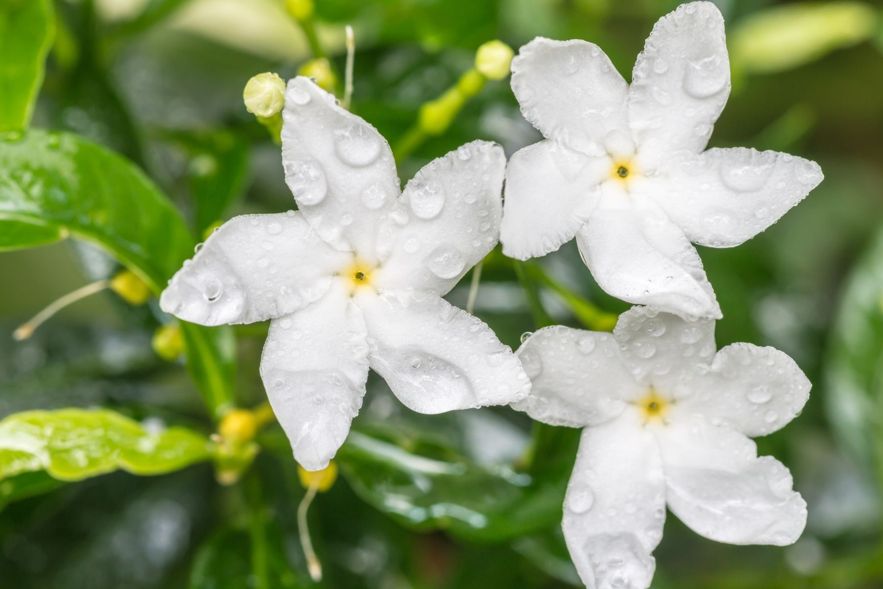 El desarrollo saludable de los jazmines no solo depende de una correcta hidratación, sino también de evitar factores que puedan dañar sus hojas o flores. 