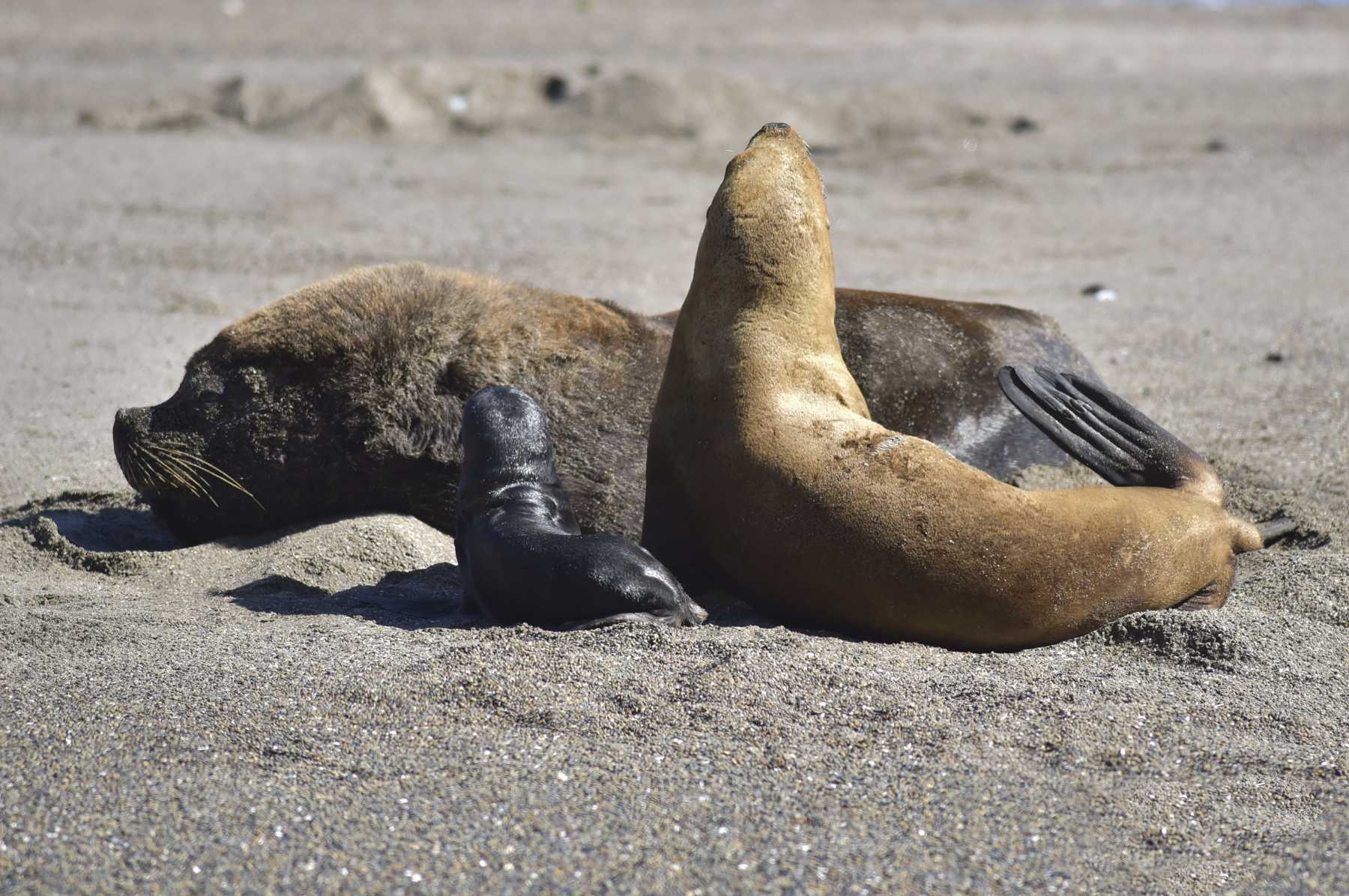 En Viedma, la población de lobos crece tras el brote. Ya se registraron nacimientos /Foto: Fernando Mariño