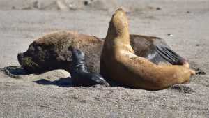 Lo que dejó la gripe aviar: un brote que afectó a la fauna marina, del que aún se desconocen las causas