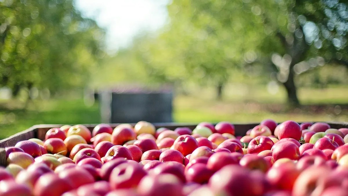 Competitividad. La devaluación del Real genera un fuerte impacto en la fruta del Valle.