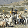 Imagen de Trashumancia en Neuquén: recomendaciones ante la presencia de animales en las rutas