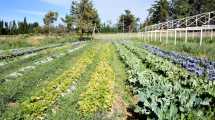 Imagen de La huerta de verano es posible: con estos cuidados tendrás alimentos frescos todo el año