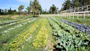 La huerta de verano es posible: con estos cuidados tendrás alimentos frescos todo el año