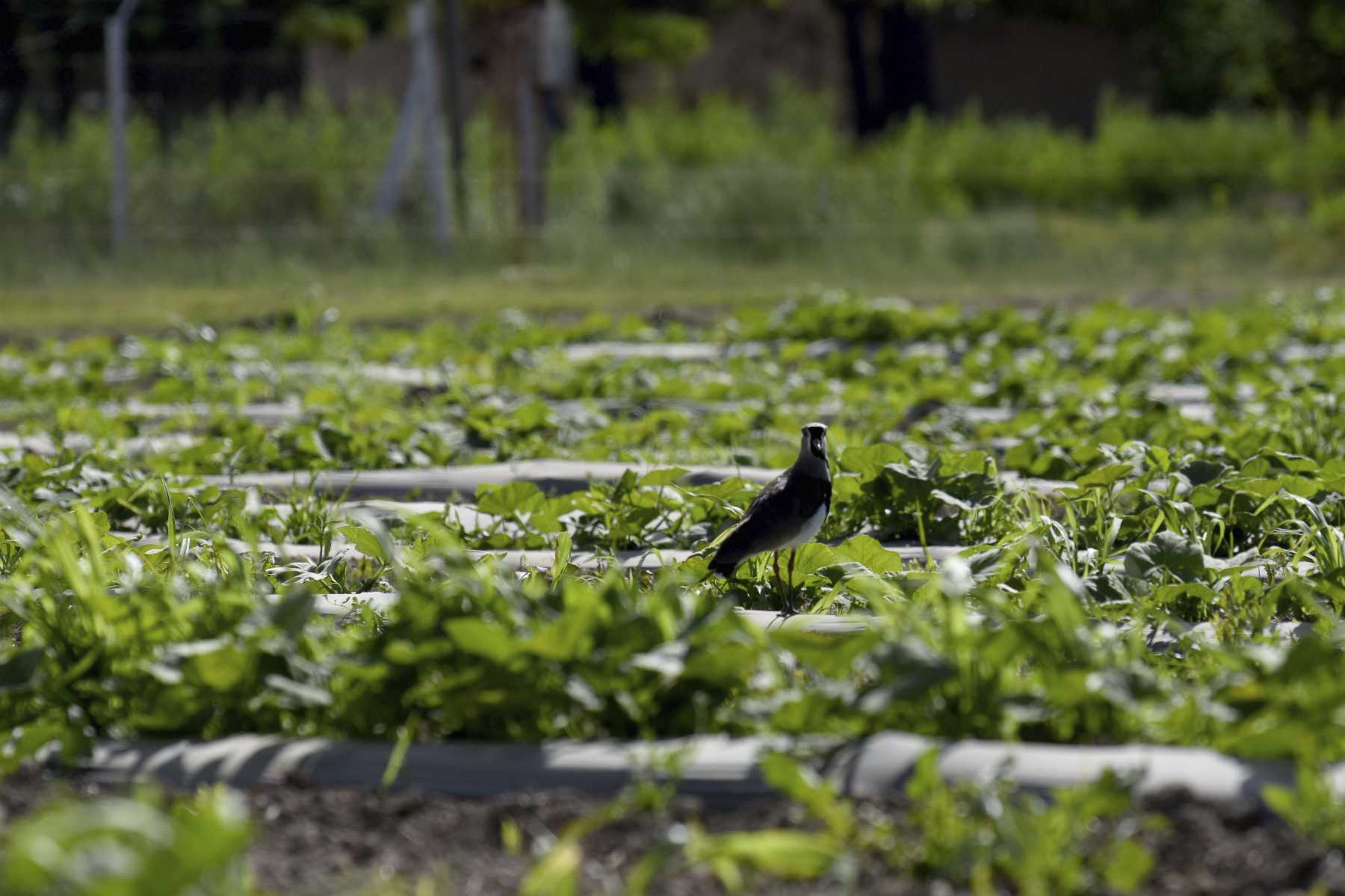 Durante el verano, mantener la humedad del suelo es crucial. Foto: Matías Subat para RÍO NEGRO. 