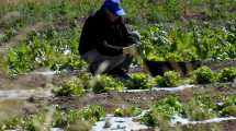 Imagen de La huerta de la Universidad del Comahue que consume lo que siembra, un recorrido entre hortalizas y frutas