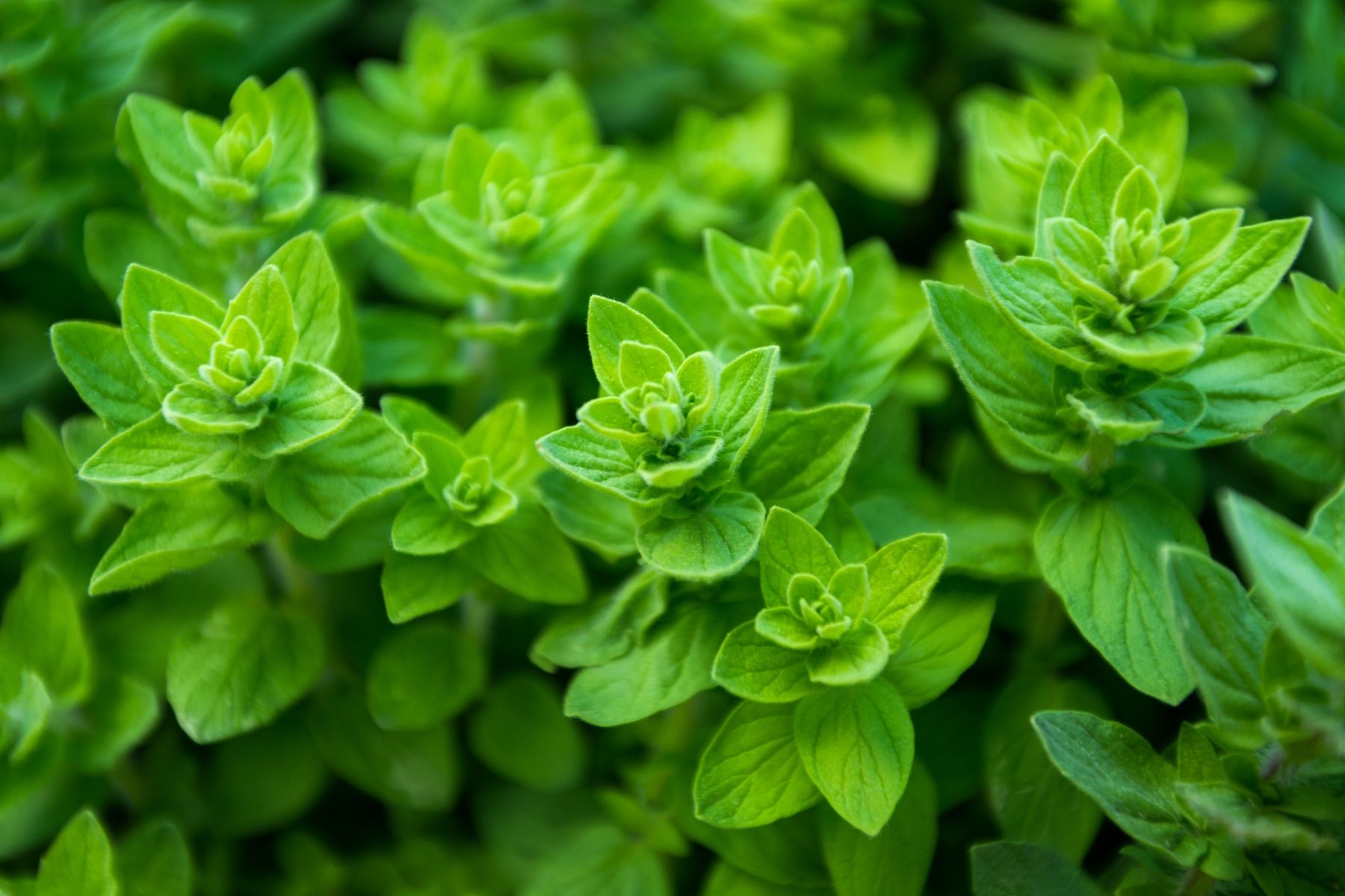 Esta planta es rica en antioxidantes y compuestos naturales.