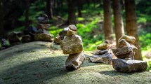 Imagen de Por qué no llevarse una piedra o una planta si visitas la cordillera 