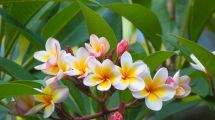 Imagen de Ideal para el verano: el árbol tropical que perfuma y puede transformar tu jardín