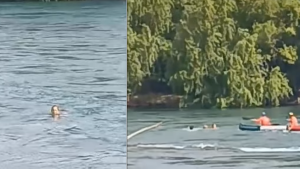 Video | Dramático rescate en Neuquén: guardavidas salvaron a una mujer que era arrastrada por el río Limay