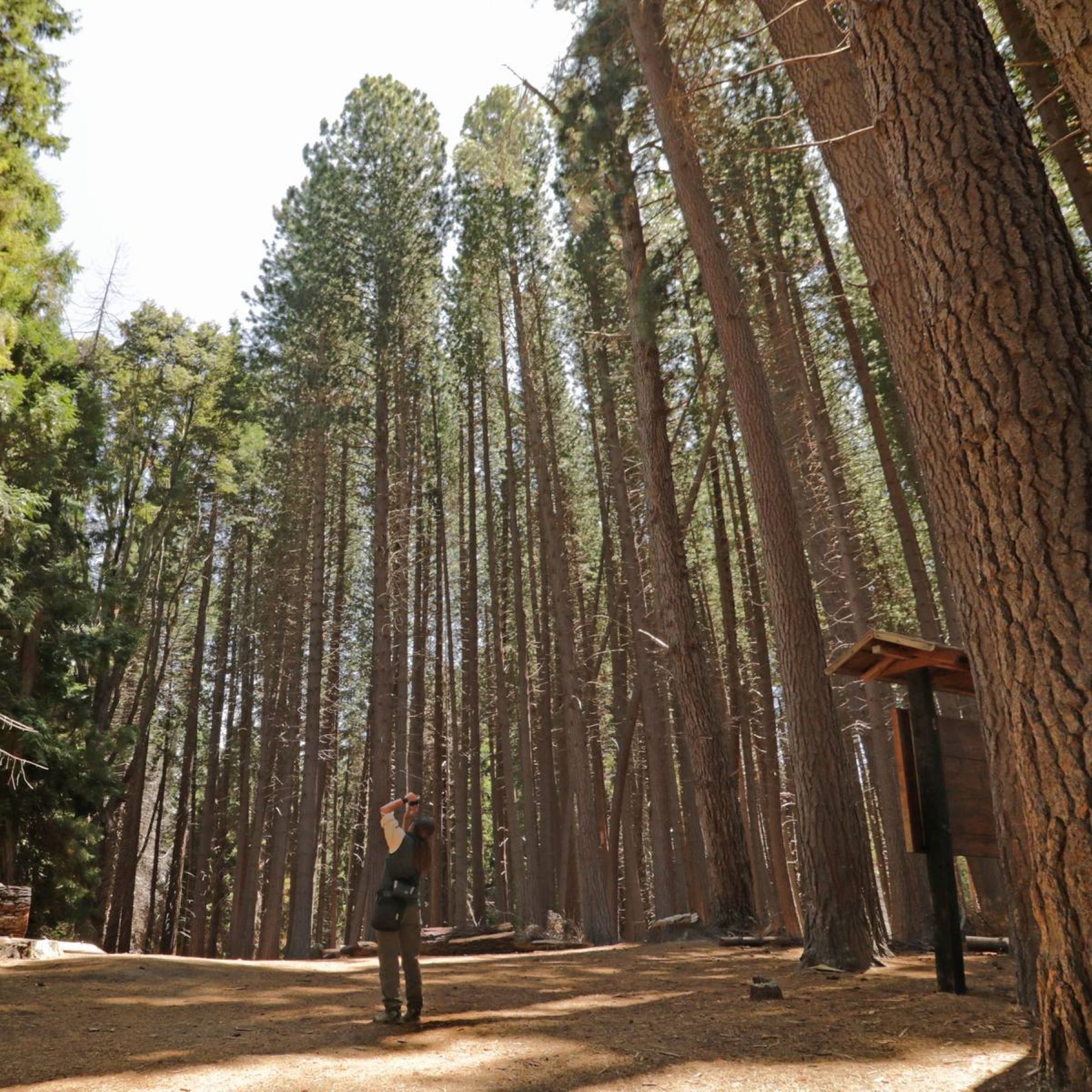 Las sequoias fueron introducidas desde la costa oeste de Estados Unidos. Foto: gentileza