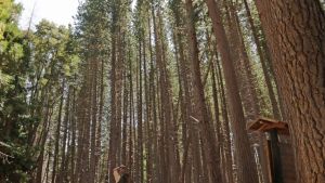 El rincón de Bariloche donde sorprenden los árboles más altos del mundo