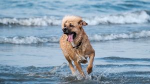 La Rinconada, la nueva playa «pet friendly, y tranquila sobre el acceso norte a Las Grutas