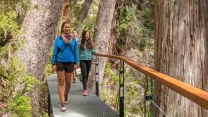 Una travesía inolvidable desde Esquel a «El Abuelo», el segundo árbol más longevo del planeta