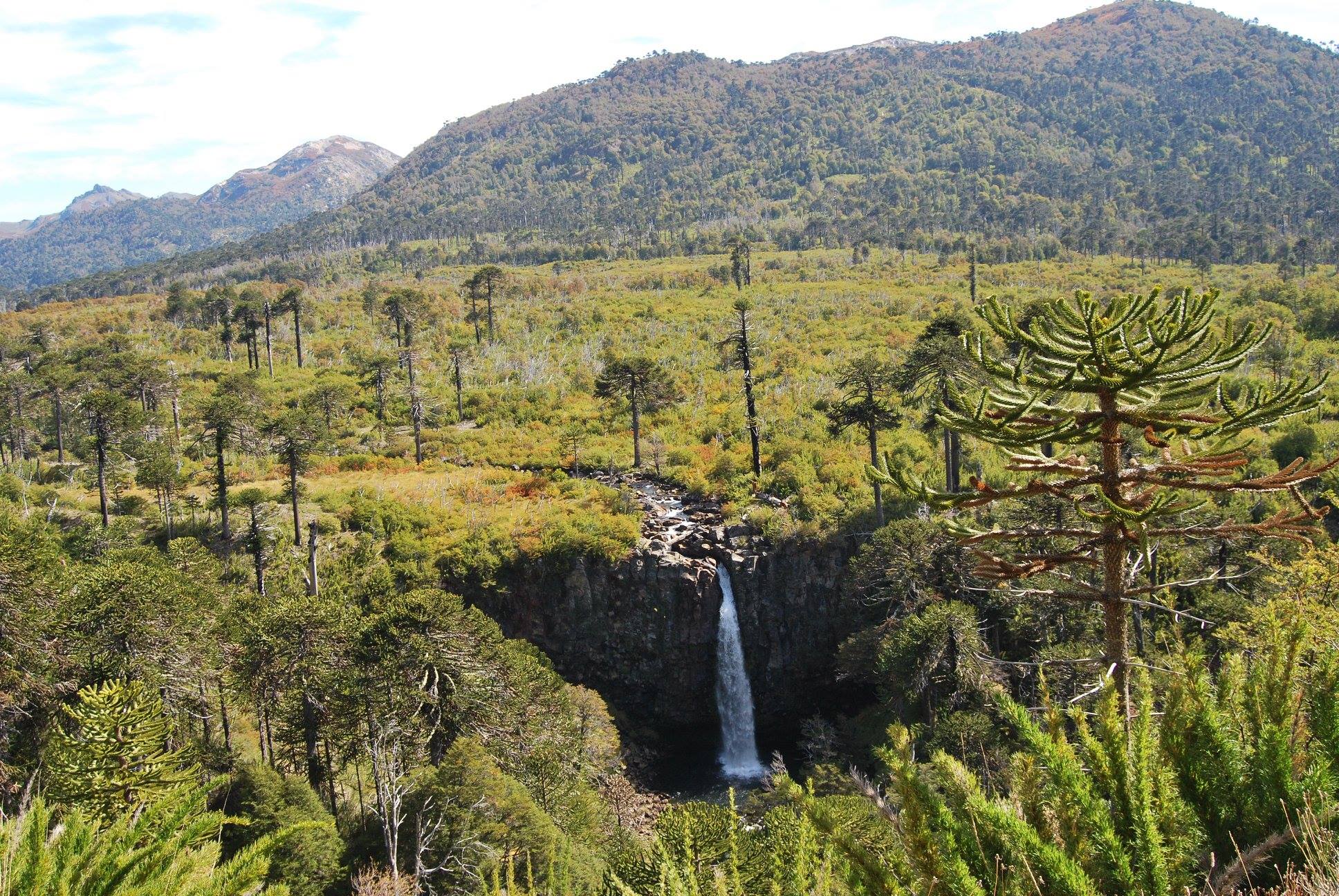 Cascada Coloco, Parque Nacional Lanín. Foto: gentileza.