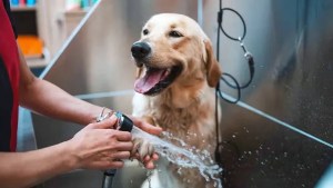 Cuál es la frecuencia ideal para bañar a nuestros perros