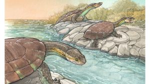 Por qué el hallazgo de una tortuga extinta fascina a los paleontólogos 