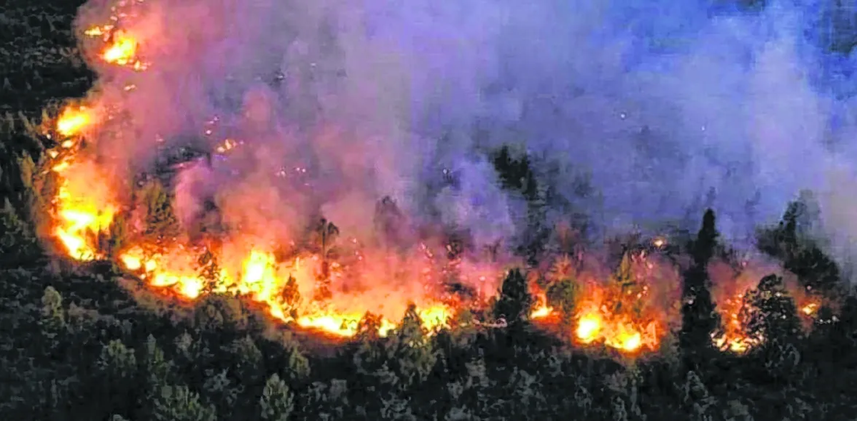 Incendio forestales en Neuquén. Foto: gentileza. 