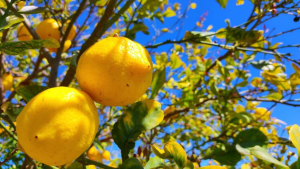 Por qué es importante enterrar cáscaras de limón en el patio de la casa