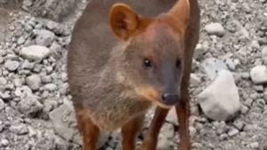 No es imposible: lograron filmar a un pudú en el Parque Los Alerces, el ciervo más pequeño del mundo