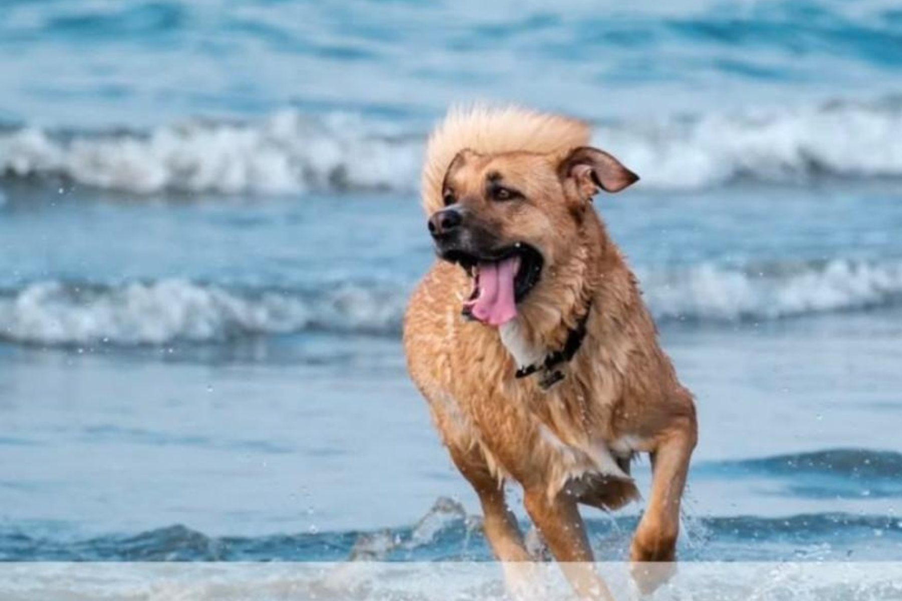 Las Grutas habilitó la Playa La Rinconada como zona petfriendly. Foto: ilustrativa.