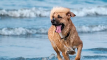 Imagen de Cómo llegar a La Rinconada, la playa pet friendly de Las Grutas para disfrutar este verano