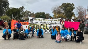 Sobrepoblación canina y salud: proteccionistas de Allen piden prevenir enfermedades