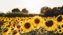 Imagen de Girasoles: el truco para que crezcan rápido y llenen de color tu patio este verano