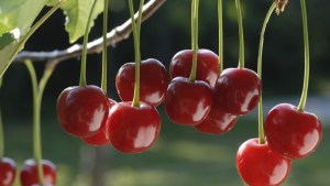 Cómo avanza la temporada de cerezas en Río Negro y Neuquén